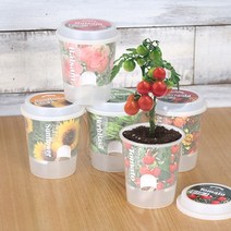 제이트리그로우 톡톡 - 마음을 노크하는 작은 정원 꽃키우기 해바라기키 허브바질키 방울토마토키 인테리어식물키 씨앗키 봉선화키 메리골드+jaytreㄷ, 선택_해바라기