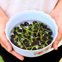 수련하치 연꽃씨 수경 꽃구경 식물 사계절 화분 녹색 식물 실내연꽃씨연근모종 수경재배꽃, 분지, Qinglian Girl 30 캡슐 + 냄비 +