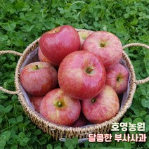 경북 의성사과 햇사과 꿀 부사 사과5kg, 부사 5kg 특대과 (13-14과)