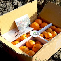 낭만부자 노지 감귤 노지 황금향 반반 10kg, 10kg 소과 (추천)