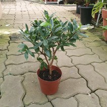 30~50cm 159 천리향 중품 야생화 겨울식물, 1개
