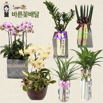 바른꽃배달 관엽식물 동양난 서양난 개업 승진 축하 집들이 선물 결혼 이사축하, 스투키