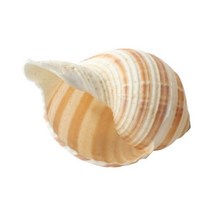바보사랑 줄무늬 소라 1개 조개껍질 어항장식 .미미네아쿠아
