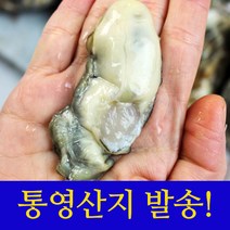 산지직송 통영 생굴 굴1kg