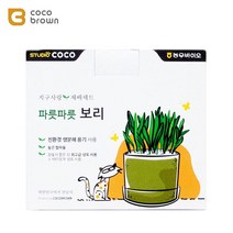 직접키우는 DIY 고양이캣닢 세트 집사선물 흥미유발 그라스 힐링 막대장난감 코숏, 1개