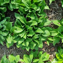 유기농 울릉도 명이나물 생명이나물 산마늘 500g, 2kg, 1개