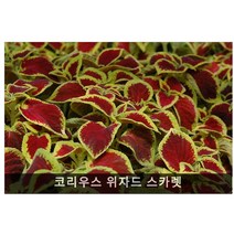 화단용꽃씨 씨앗] 코리우스 위자드 스카렛 10립
