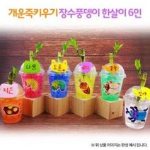 개운죽키우기 장수풍뎅이한살이(6인용)