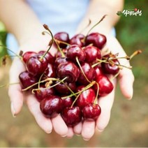 식탐대첩 칠레 생 체리 5kg (9.5row), 단품