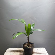 관음죽/소품/공룡꽃식물원/28, 1개