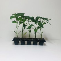 당조고추모종 5포기 (규격: 50구 큰 포트)