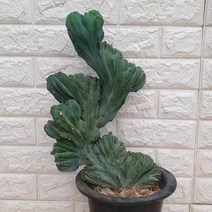 용신목 철화 선인장75 - 동일품배송, 1개