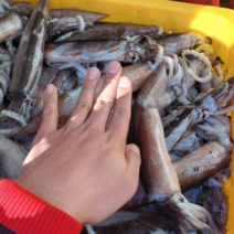 국내산 서해안 미니 초코 오징어 1kg 4~5미 통찜 통찜용 한입 냉동 통오징어, 2kg