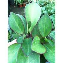 홍페페 // 공기정화식물 / 페페키우기 / 홍페페키우기 / 플랜테리어