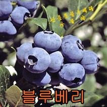 블루베리(신품종)3년결실주5그루/나무 묘목 판매블루베리나무