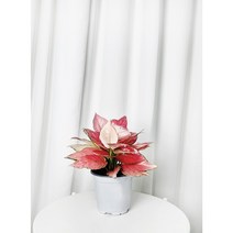 대성식물 실내공기정화식물 아글라오네마, 아글라오네마 (15cm), 1개