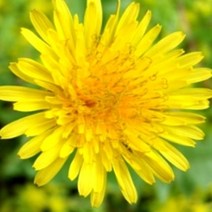 지엘파크 꽃씨 민들레 씨앗1kg-약40평분량 여러해살이 개화기 4~5월