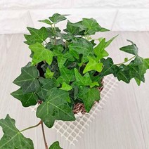 공기청정식물 그늘에서잘자라는식물 넝쿨식물 담쟁이넝쿨 소 습도올리기 실내공기정화식물