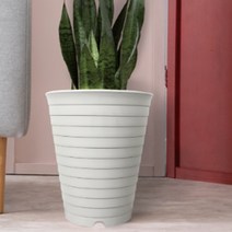 40cm 큰 화분 높은 식물 산세베리아 타이거하니 여인초 키우기, 펄그린