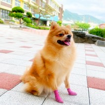 멍냥펫 안벗겨지는 강아지 신발, 그린