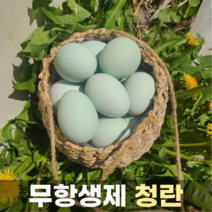 무항생제 동물복지 청계 유정란 특란 청란 42g 20구 40구, 청란 40구
