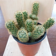 인플랜츠팜 황금사 선인장 중형 공기정화식물반려식물 전자파차단식물포트