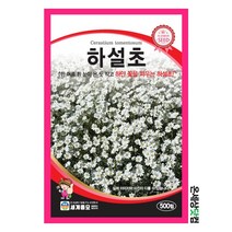 하설초 500립 / 꽃씨 종자 화단 정원 다년생
