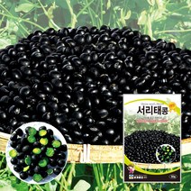 서리태씨 서리태종자 씨앗 30g 대포장 500g, 소포장 30g