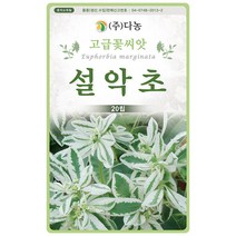 설악초 20립 - 초설초 야광초 야생화 씨앗 꽃씨 씨 꽃씨앗 야생화씨앗 고급꽃씨 고급꽃씨앗, 08_다농_설악초(20립)