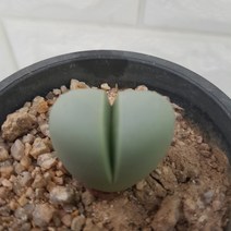 트리앤 리톱스 축전 꽃기린 선인장 다육이 괴마옥 선인장 루비 토분 리톱스, 09. 금영 1개