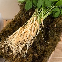 정읍농부의 새싹삼 대 (20cm 내외) 새싹인삼 쌈채소 수경재배, 새싹삼 대 30뿌리 (20cm 내외)