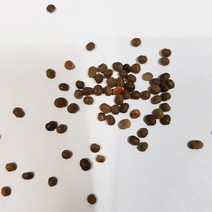 붉나무씨앗20g(립수:1000립)