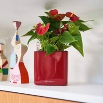 독일 저면관수 화분 레츄자 큐비글로시 14, 블랙(유광)