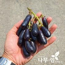 [나무인] 블랙사파이어(가지포도) 접목묘