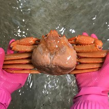 [울진홍게]먼 바다조업 울진 후포 박달홍게 4kg(생물/10-12마리), 단품