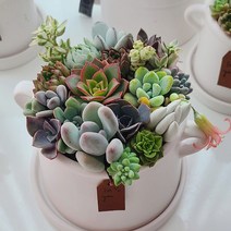 다육식물 화분 다육이 모듬세트 미니 공기정화식물, 큰사이즈