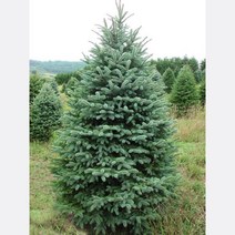 묘목/콜로라도 은청가문비 3년생 포트묘 /3주 KJ716