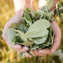 국산 강원도횡성 삼지구엽초(음양곽) 200g 차 주 효능 한약재 약초, 12WC_국산 삼지구엽초(음양곽) 200g