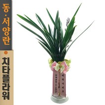 치타플라워 동양란 산천조 보세 [CD05-004] 승진 개업 축하 난 동양난 영전 취임 생일 선물 화분 고급 란 전국 당일 배송 꽃배달