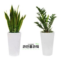 퇴계원꽃배달 퇴계원꽃집 개업화분, 소품, 03 스노우 사파이어