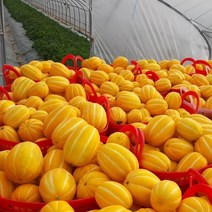 공주네농장 성주 참외, 11. 가정용 흠과 10KG / 대과, 1박스