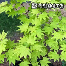 단풍나무 활엽수 가림원예조경, 청단풍 R4cm 분묘