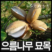 으름나무/으름나무묘목/일반으름/삽1년/도시농부, 일반으름 삽1년 1주