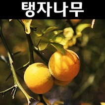 탱자나무 실생3년(뿌리) 5개/나무 묘목/과실수/유실수