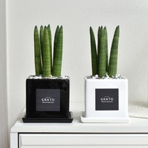 그라토 스투키 미니화분 실내공기정화식물 산세베리아, 블랙 & 화이트 세트 + 쇼핑백2개, 1개