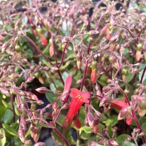 엔젤카랑코에 카랑코에 가랑코에