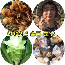 국내산 강황 유기농 생울금 1kg, 유기농 특품1kg
