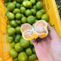 [예약] 첫 출하 효돈 노지귤 극조생, 상품 10kg(로얄), 1개