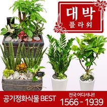 대박플라워 공기정화식물 개업화분 집들이 인테리어 관엽식물 꽃배달, 20.크로톤B, 1개