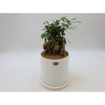 인삼벤자민 화이트대화분(15x15), 1개